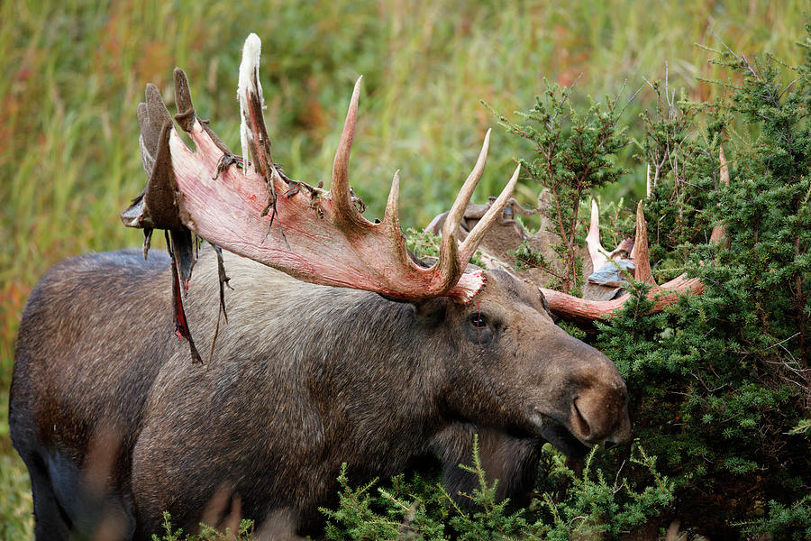 Bull Moose Alces Alces In Bushes Photograph by Paul E Tessier | Fine ...