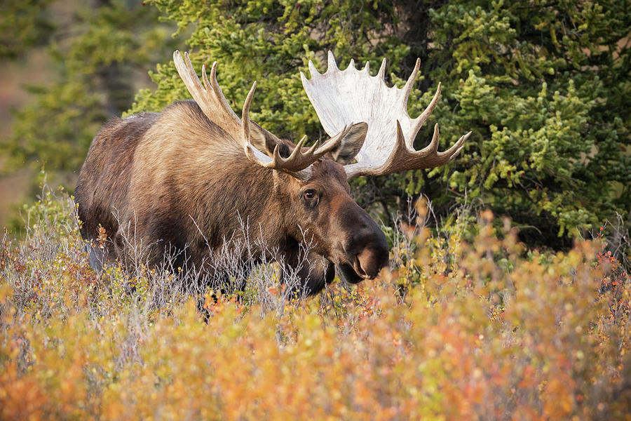 Bull Moose  Alces Alces  In Denali Photograph by Doug Lindstrand
