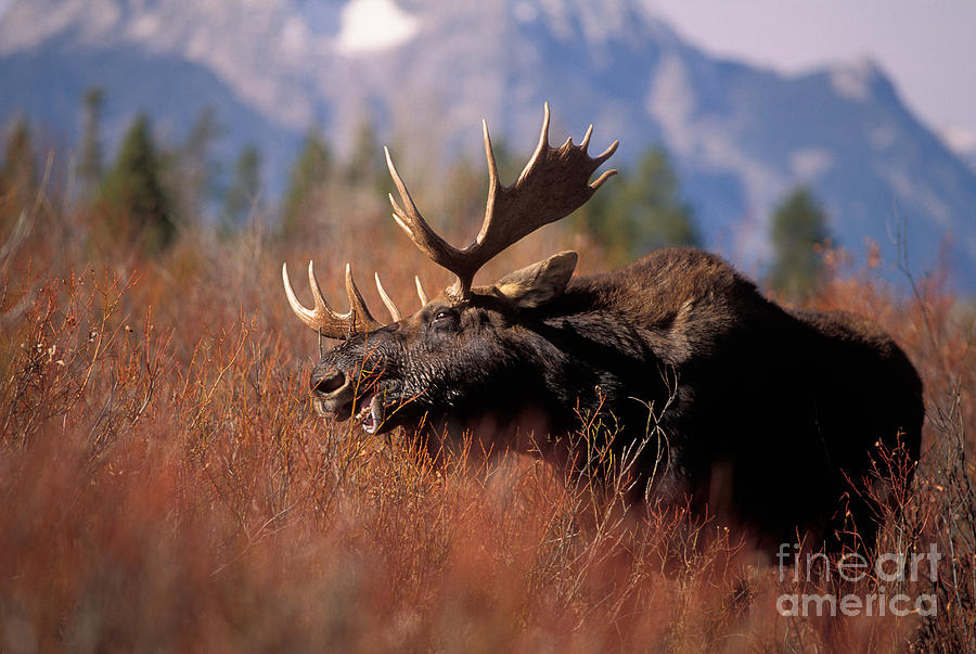 Bull Moose Alces Alces Photograph by Ron Sanford