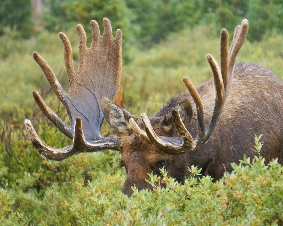 Bull Moose Among the Willows Photograph by Amy Kesic - Fine Art America