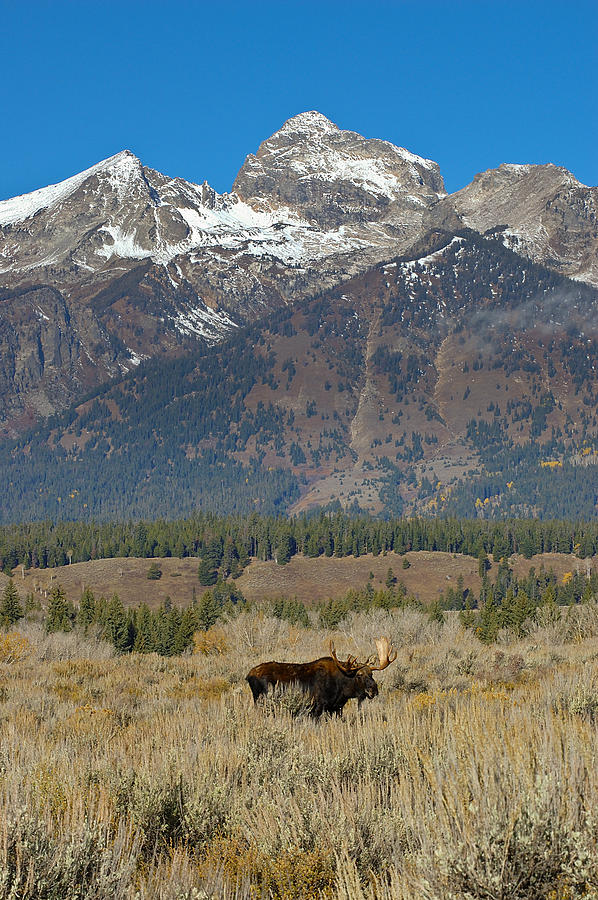 Bull Moose and Mountains Photograph by Lee Kirchhevel