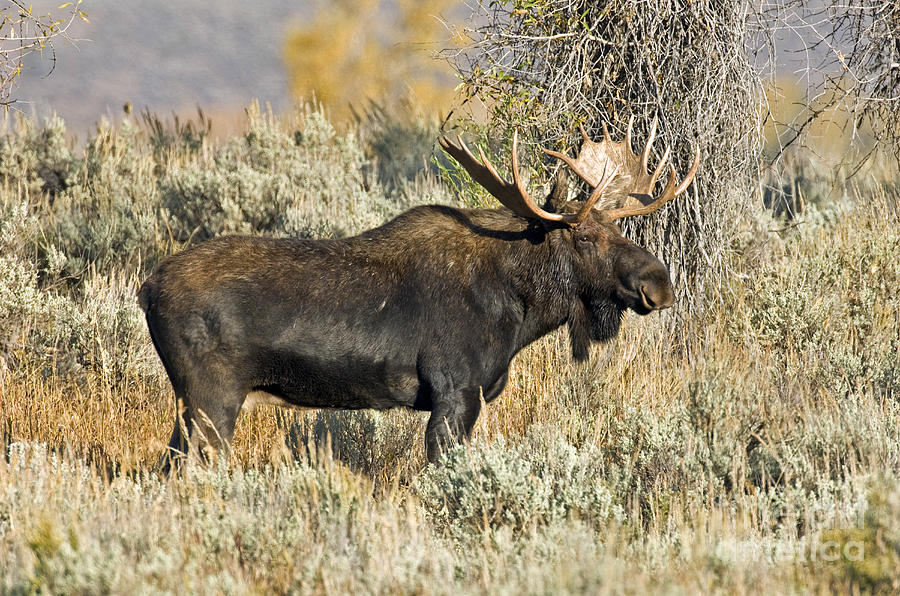 Moose Photograph - Bull Moose by Anthony Mercieca