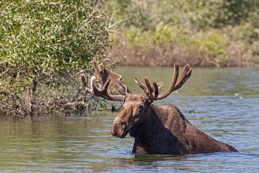 Bull Moose arising from Stream in Grand Tetons National Park 2011 Photograph by Natural Focal Point Photography