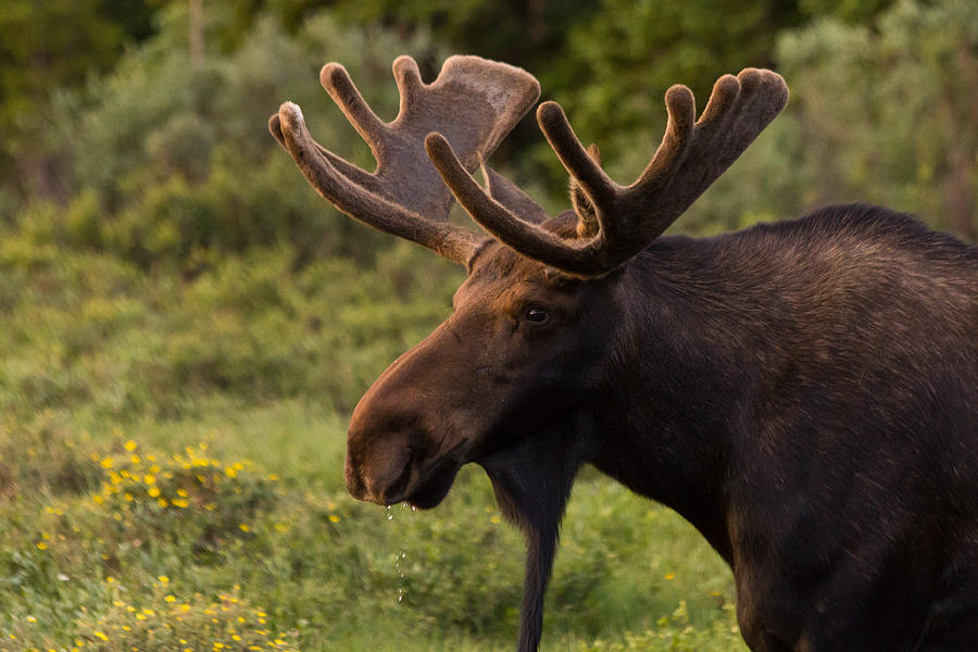 Bull Moose at Sunrise Photograph by Tony Hake