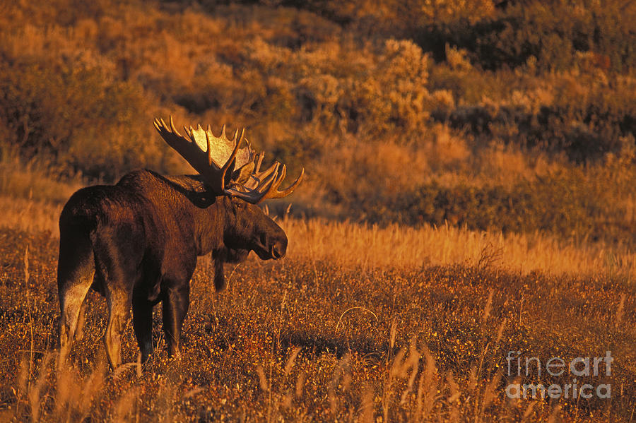 Moose Photograph - Bull Moose at Sunset by Tim Grams