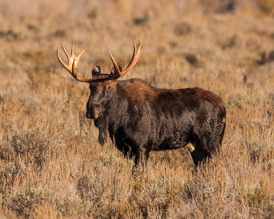 Bull Moose Photograph by Brenda Jacobs