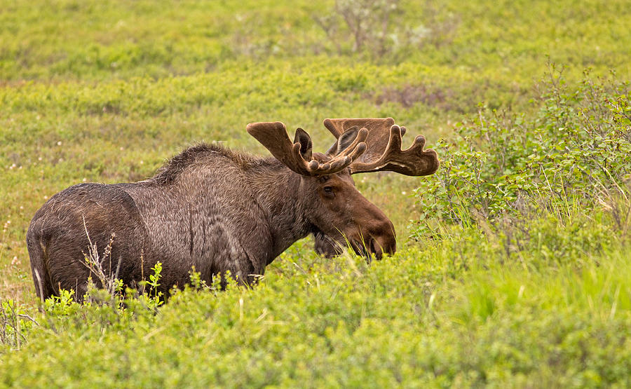 Moose Photograph - Bull Moose by Brian Magnier