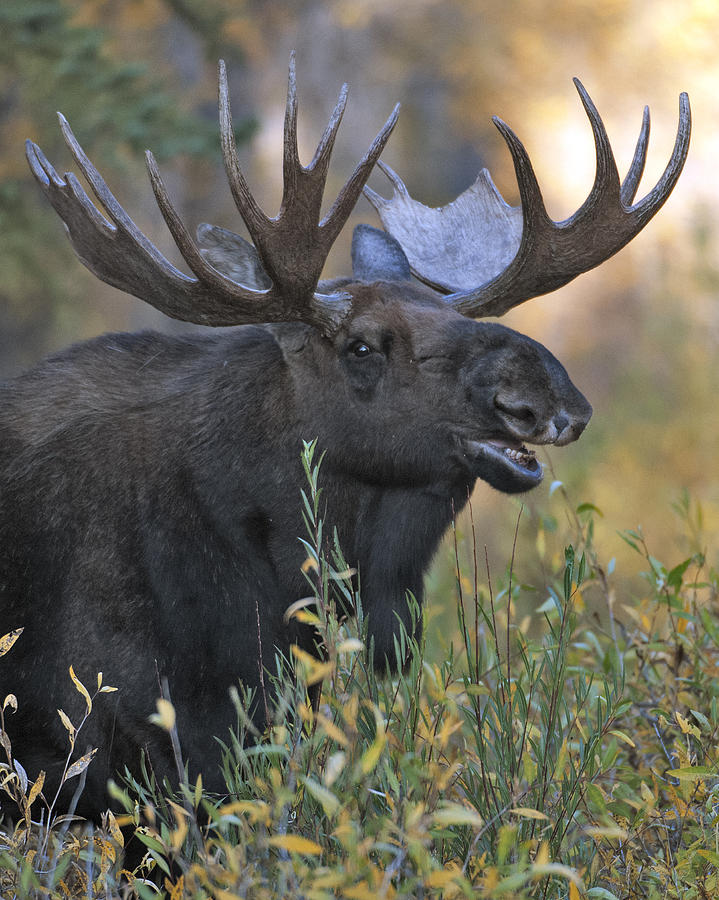 Bull Moose Calling Photograph by Gary Langley