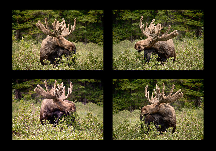 Bull Moose Collage Photograph