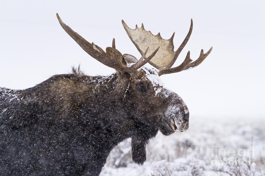 Bull Moose Covered in Snow Photograph by Mike Cavaroc