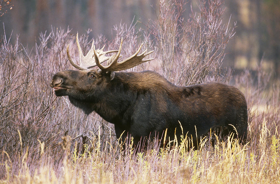 Bull Moose Photograph by Craig K. Lorenz