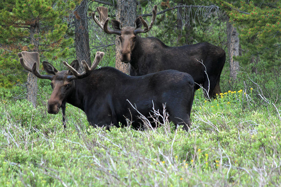 Bull Moose Photograph by Shane Bechler
