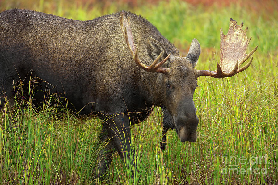 Bull Moose Denali National Park Photograph by Yva Momatiuk John Eastcott