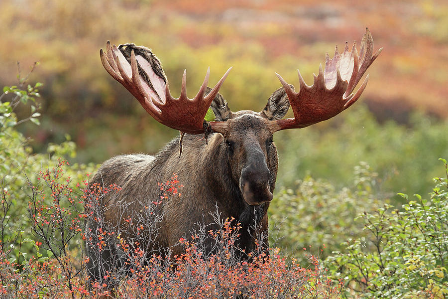Bull Moose - Denali National Park - Photograph by P. De Graaf
