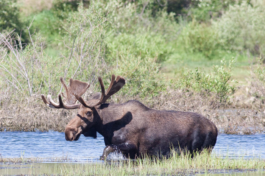Bull Moose Enters Water in Grand Tetons National Park Photograph by Natural Focal Point Photography