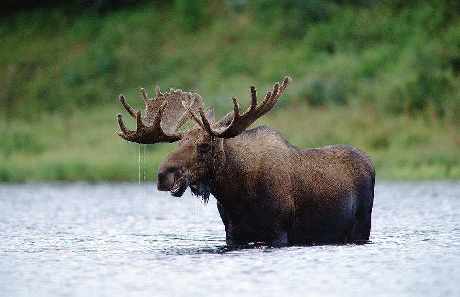 Bull Moose Feeding In Lake North America Photograph by Tim Fitzharris