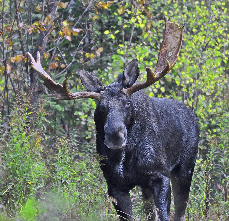 Bull Moose Photograph by Gerard Monteux - Fine Art America