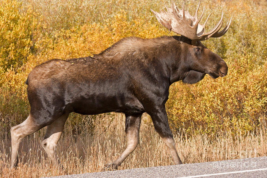 Bull Moose Grand Teton National Park Photograph by Fred Stearns Bull Moose Grand Teton National Park Photograph by Fred Stearns