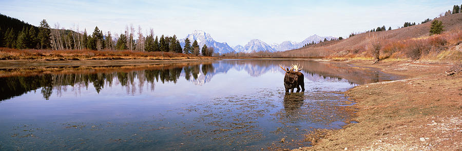 Bull Moose Grand Teton National Park Wy Photograph by Panoramic Images