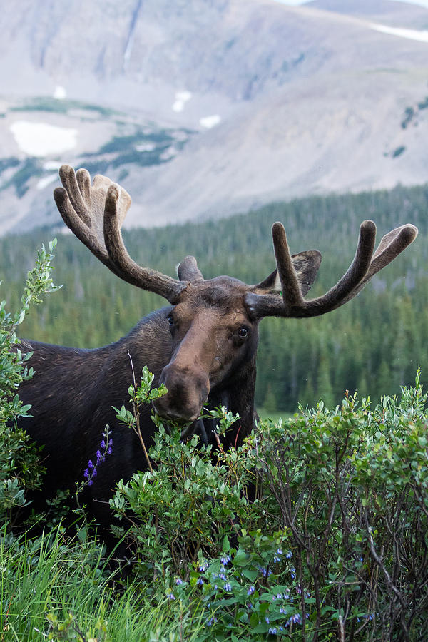 Bull Moose Grazes in the Shadows of Mountains Photograph by Tony Hake