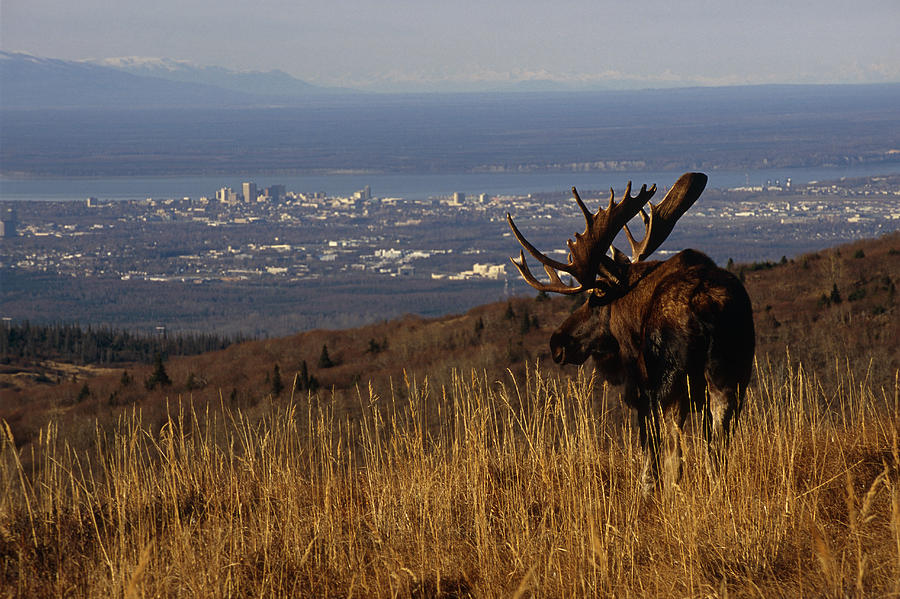 Anchorage Photograph - Bull Moose Grazing & Resting On by Eberhard Brunner