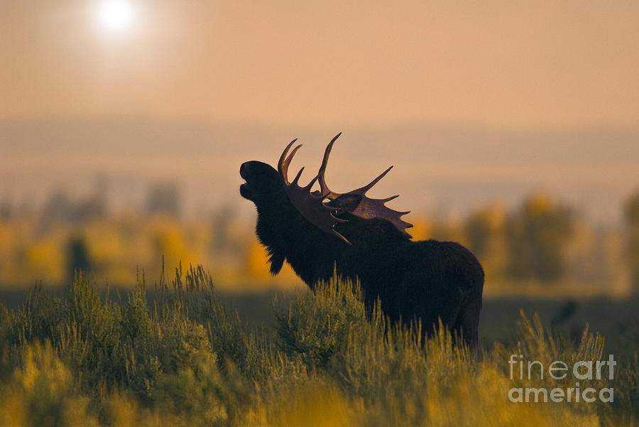 Bull Moose Grunting Photograph by Anthony Mercieca