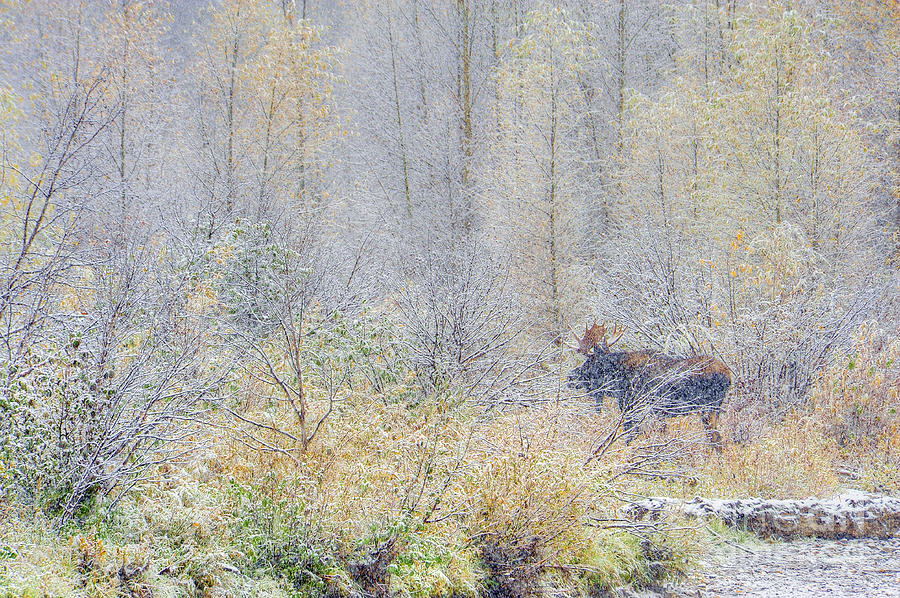 Bull Moose in a snowstorm Photograph by Deby Dixon