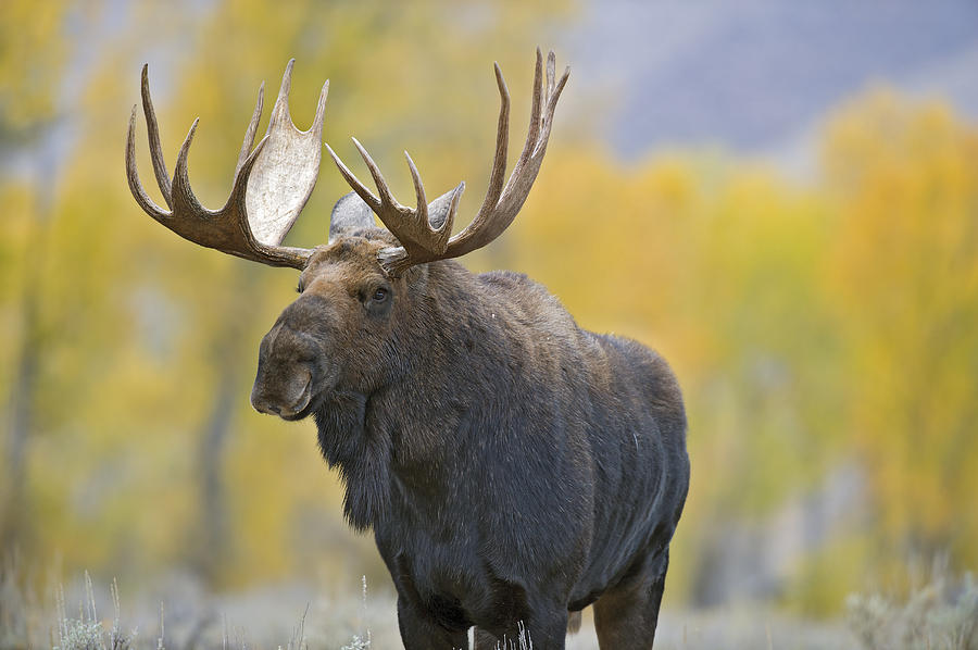 Bull Moose in Autumn Photograph by Gary Langley