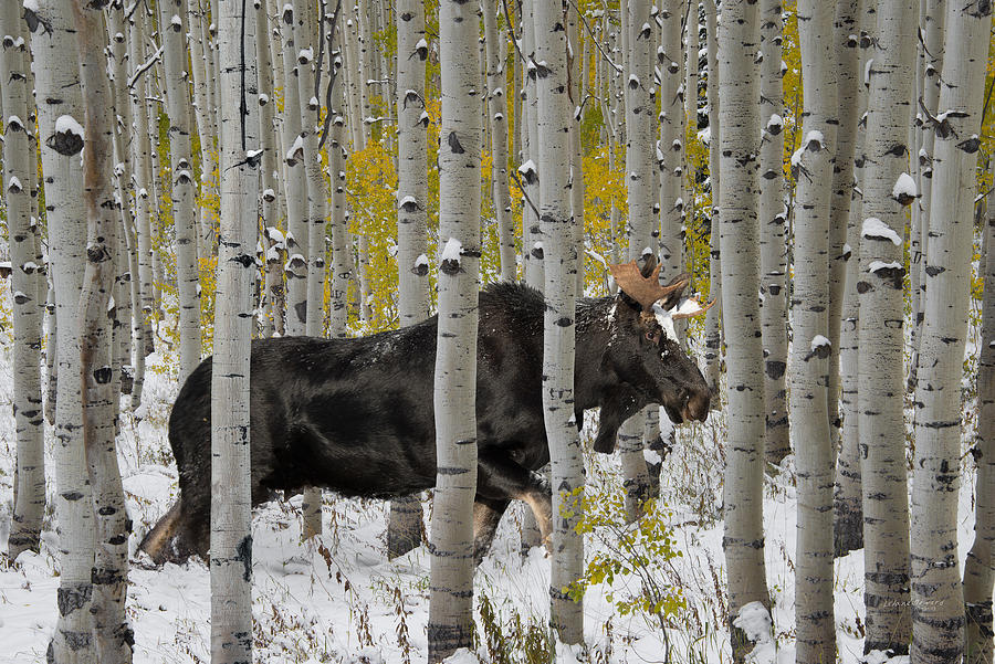 Bull Moose in Autumn Photograph by Leland D Howard