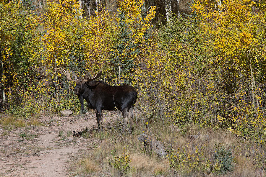 Bull Moose In Colorado Fall Aspens Photograph by Greg Ochocki