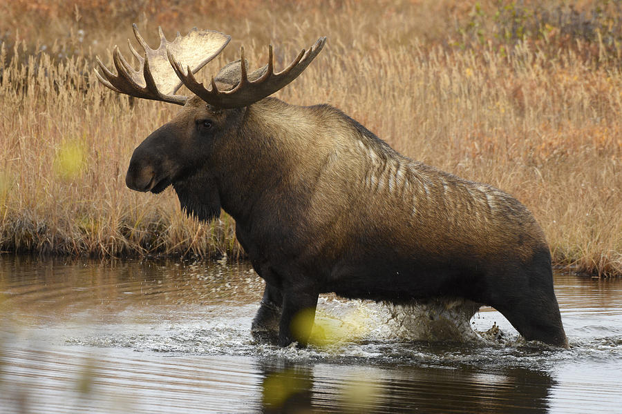 Bull Moose in Denali National Park, Alaska Photograph by Lance King