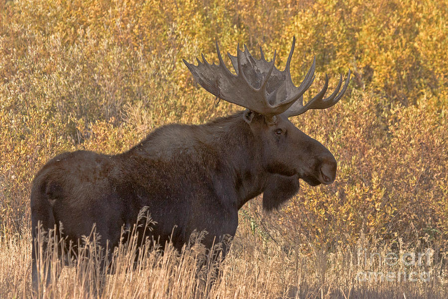 Bull Moose in Grand Teton National Park Photograph by Fred Stearns