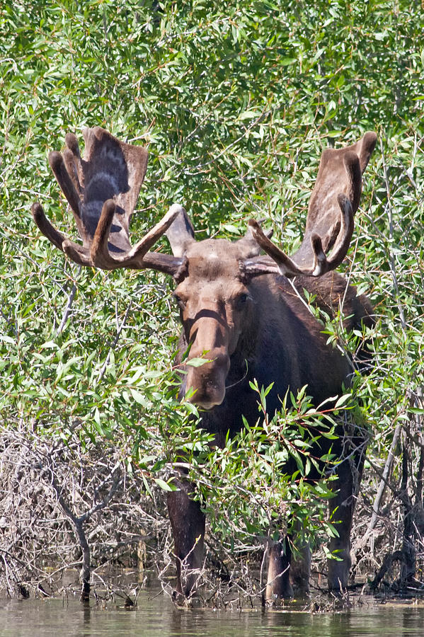 Bull Moose in Grand Tetons National Park 2011 Photograph by Natural Focal Point Photography