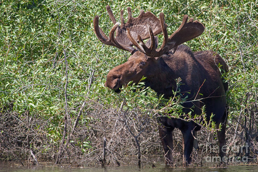 Bull Moose in Grand Tetons National Park Photograph by Natural Focal Point Photography