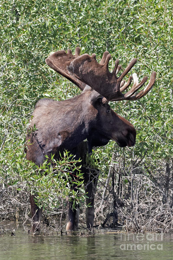 Bull Moose in Grand Tetons Photograph by Natural Focal Point Photography