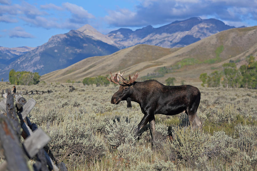 Bull Moose in GTNP Photograph by Jean Clark