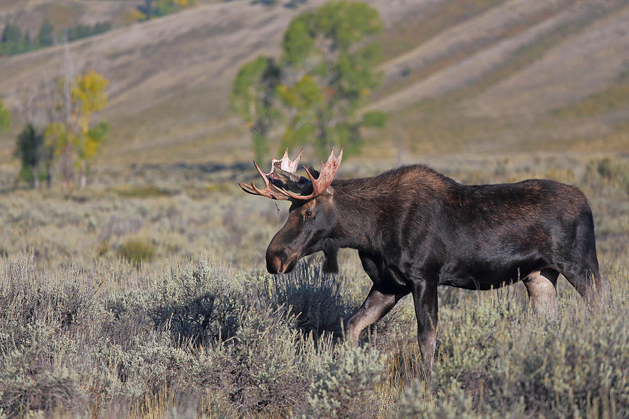 Bull Moose in in Sage Brush Photograph by Jean Clark