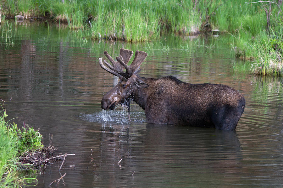 Bull Moose In Mountain Pond Photograph by Greg Ochocki