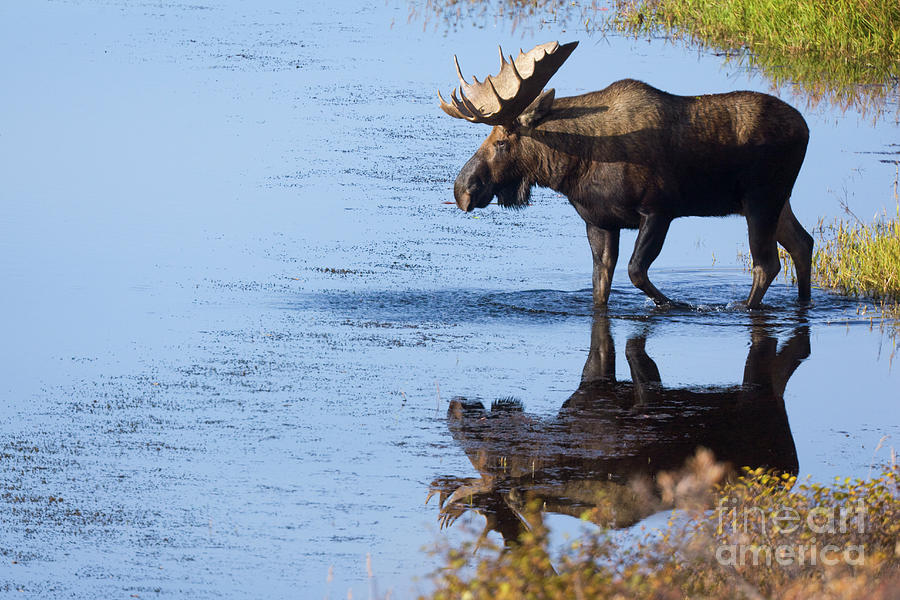 Bull Moose In Pond Photograph by Yva Momatiuk John Eastcott