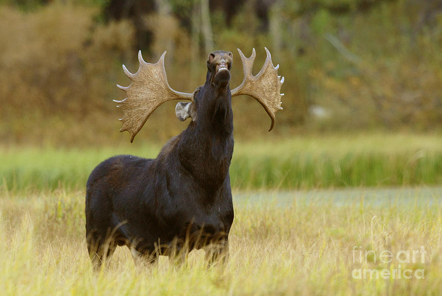 Bull Moose in Rut Photograph by Dennis Hammer