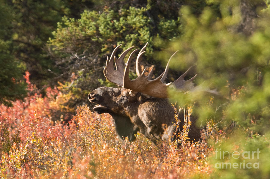 Bull Moose In Rut Photograph by Ron Sanford