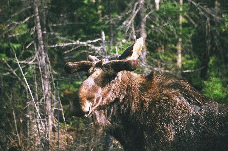 Bull moose in spring Photograph by David Porteus