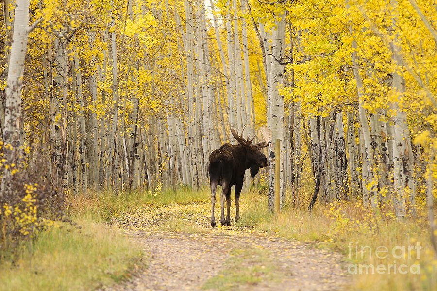 Bull Moose in the Aspens Photograph by Kate Purdy