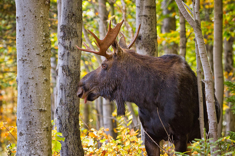 Bull Moose In The Birches Photograph by Jeff Sinon