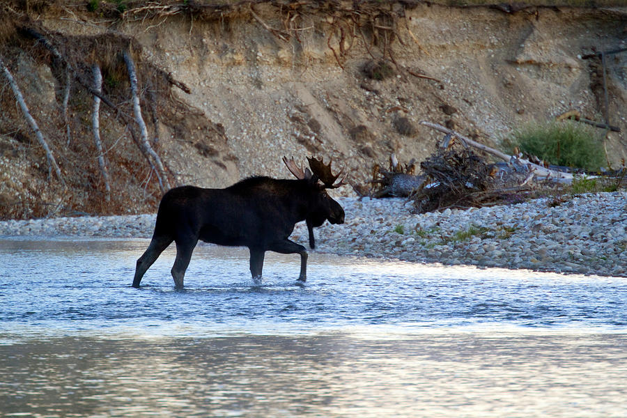 Moose Photograph - Bull Moose in the Bitterroot River by Merle Ann Loman