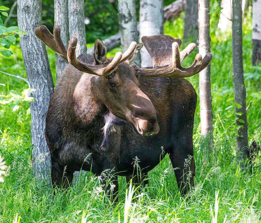 Bull Moose In The Summer Photograph by Sam Amato