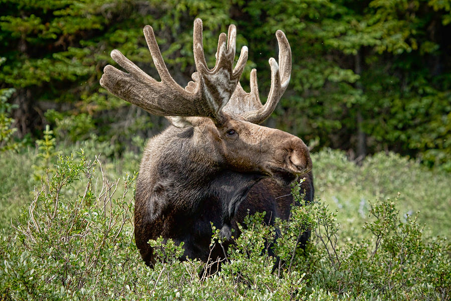 Bull Moose In the Wild Photograph by James BO Insogna