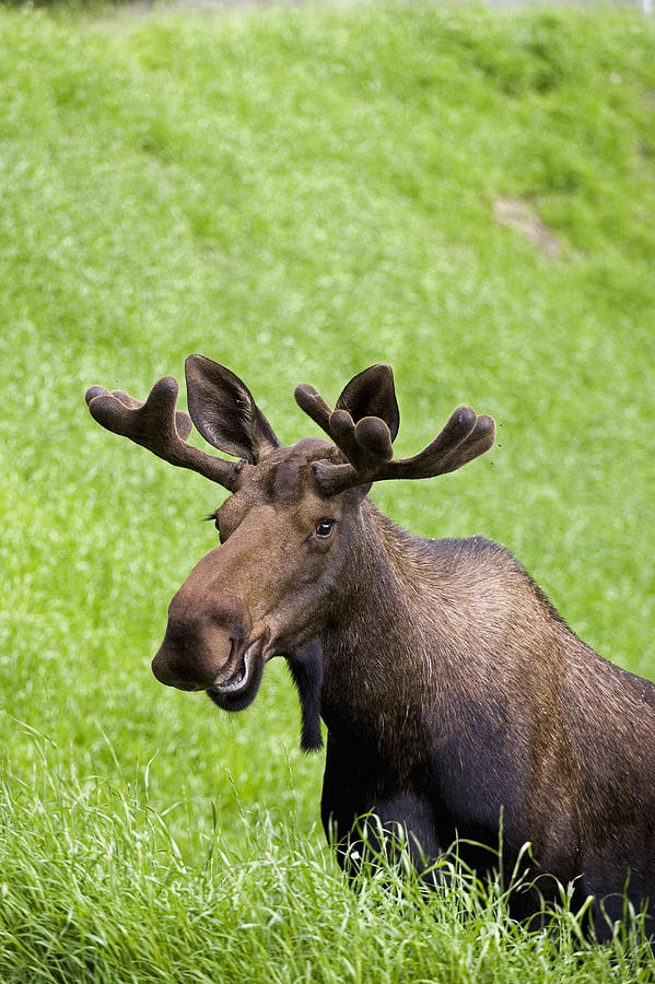 Bull Moose In Velvet Feeding On Spring Photograph by John Delapp