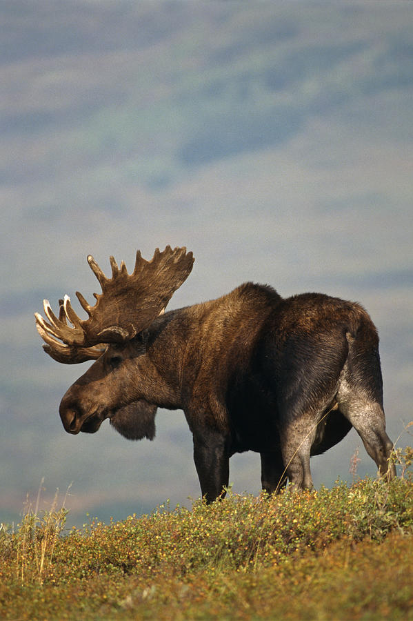 Bull Moose In Velvet On Tundra Denali Photograph by Steven Kazlowski
