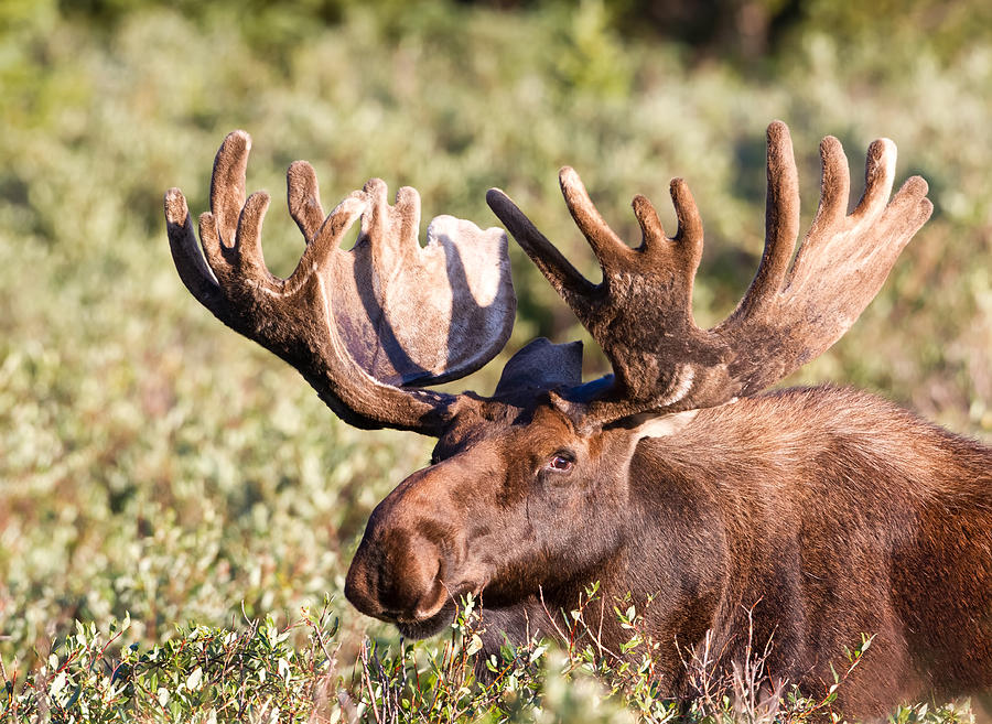 Bull Moose In Velvet Portrait Photograph By James Futterer